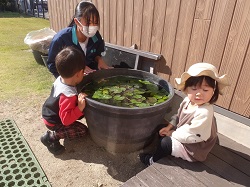 中学生と子どもがメダカを見ているようす