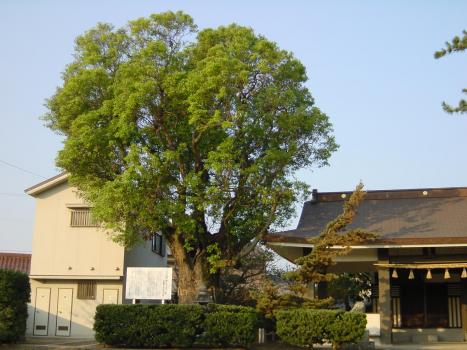 二子住吉神社クスノキ