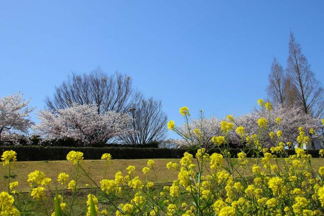 喜瀬川の春