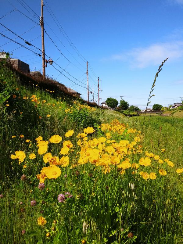 喜瀬川に咲く花